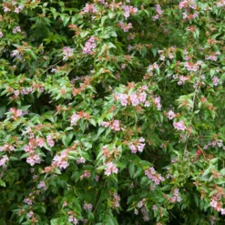 Abelia Edouard Goucher - Blüht bis in den Herbst