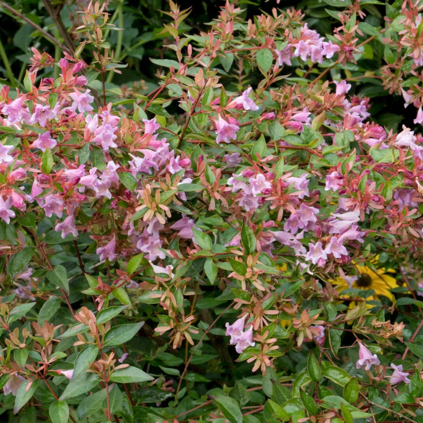 Abelia Edouard Goucher - Blüht bis in den Herbst