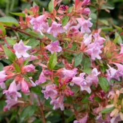 Abelia Edouard Goucher - Blüht bis in den Herbst