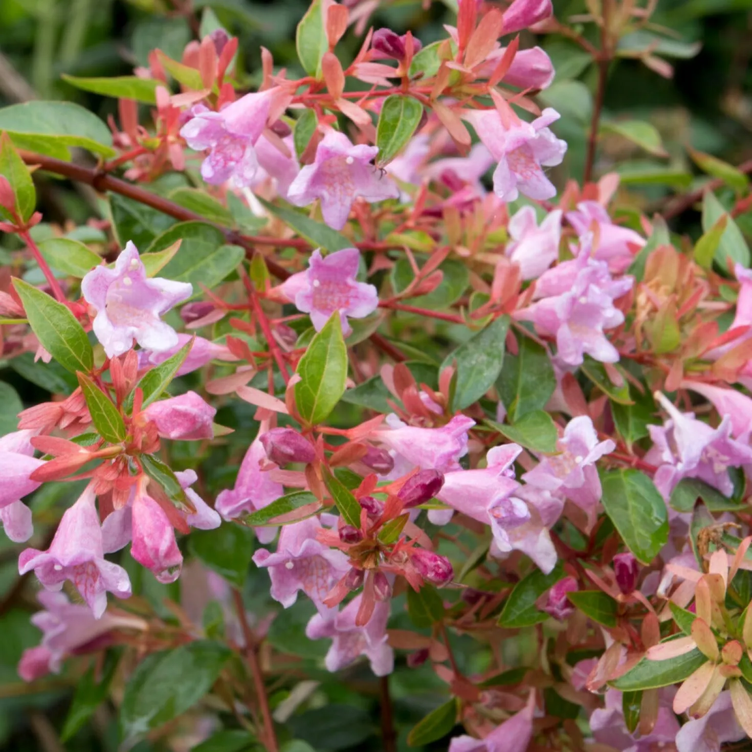 Abelia Edouard Goucher - Blüht bis in den Herbst