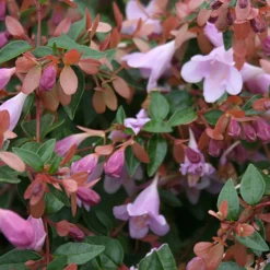 Abelia Pink Pong - Blüht sechs Monate lang
