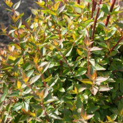 Abelia Sherwood - Blüten den ganzen Sommer