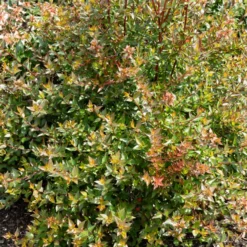 Abelia Sherwood - Blüten den ganzen Sommer