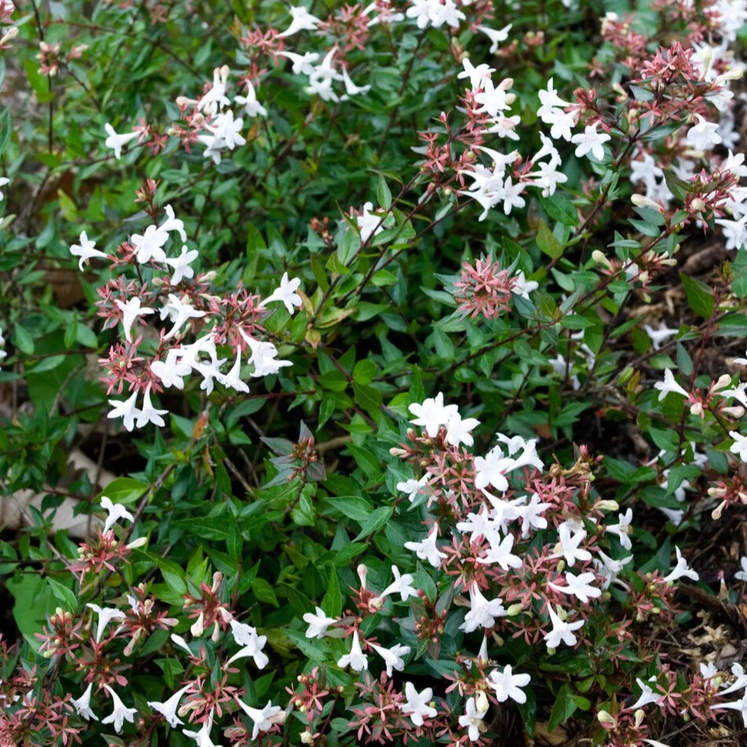 Abelia Sherwood - Blüten den ganzen Sommer