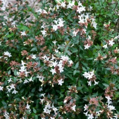 Abelia Sherwood - Blüten den ganzen Sommer