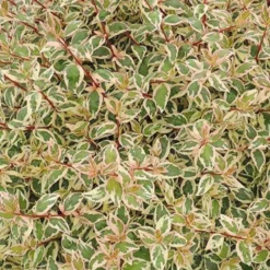 Abelie ‘Pink Lady’ - Rosa Blütenzauber ganz einfach