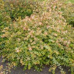 Abelie ‘Sunshine Daydream’® - Farbe das ganze Jahr