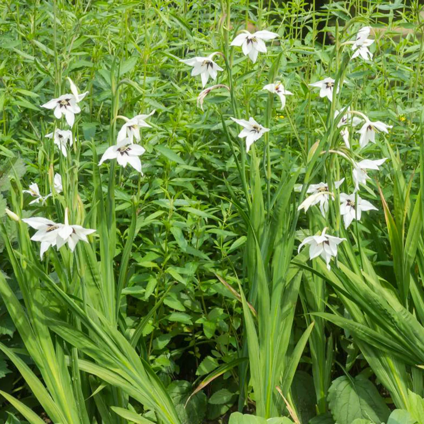 Abyssinische Gladiole (x30) - Duftende Blüten im Spätsommer