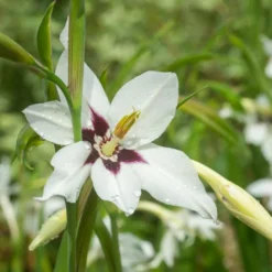 Abyssinische Gladiole (x30) - Duftende Blüten im Spätsommer