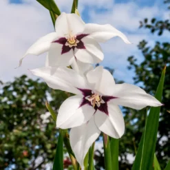Abyssinische Gladiole (x30) - Duftende Blüten im Spätsommer