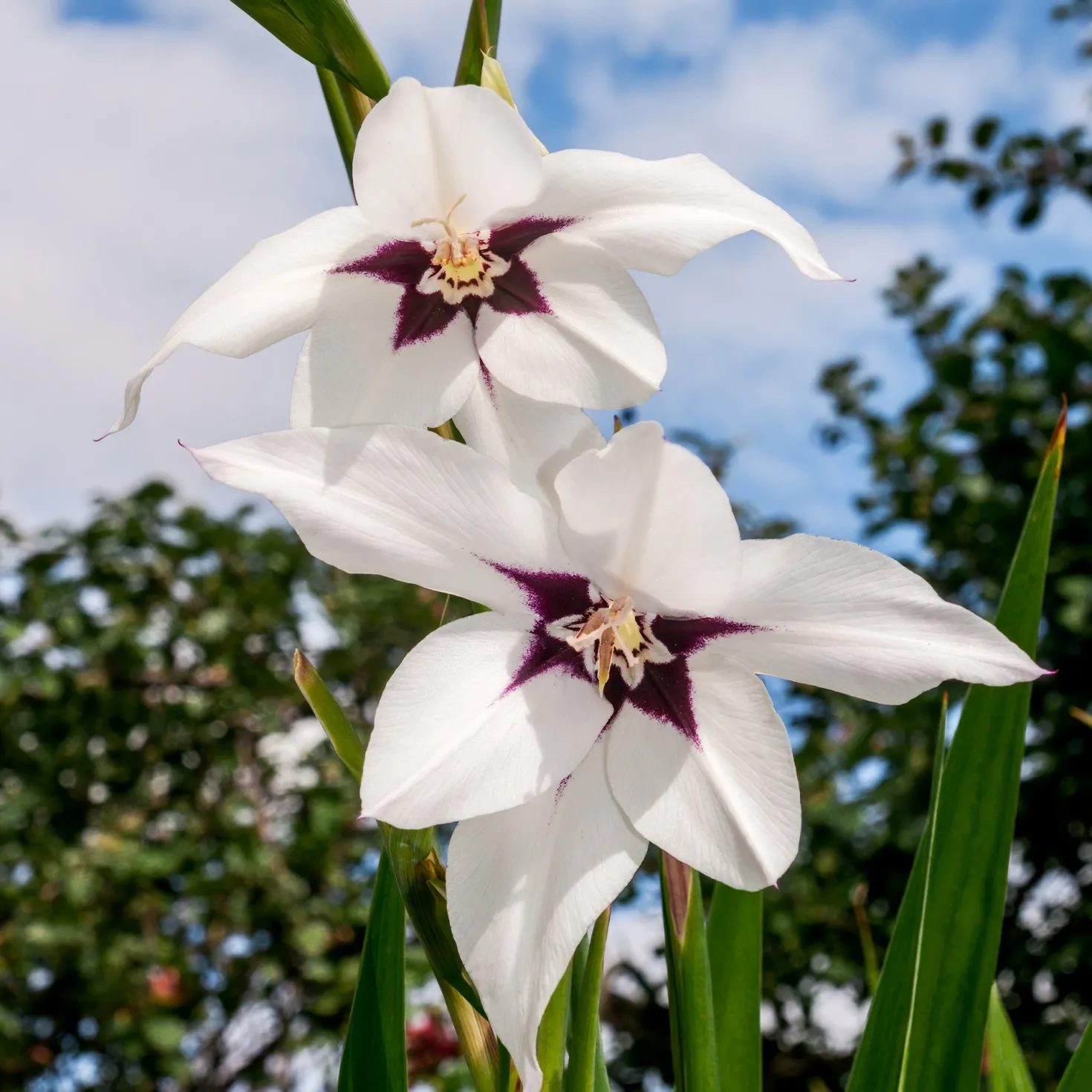 Abyssinische Gladiole (x30) - Duftende Blüten im Spätsommer