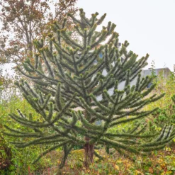 Affenbaum - Exotik direkt im Garten