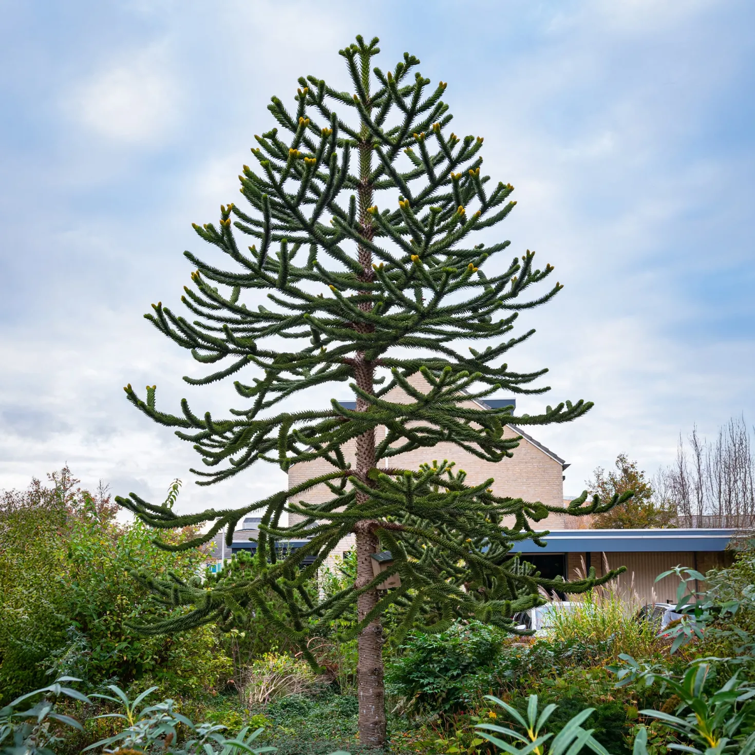 Affenbaum - Exotik direkt im Garten