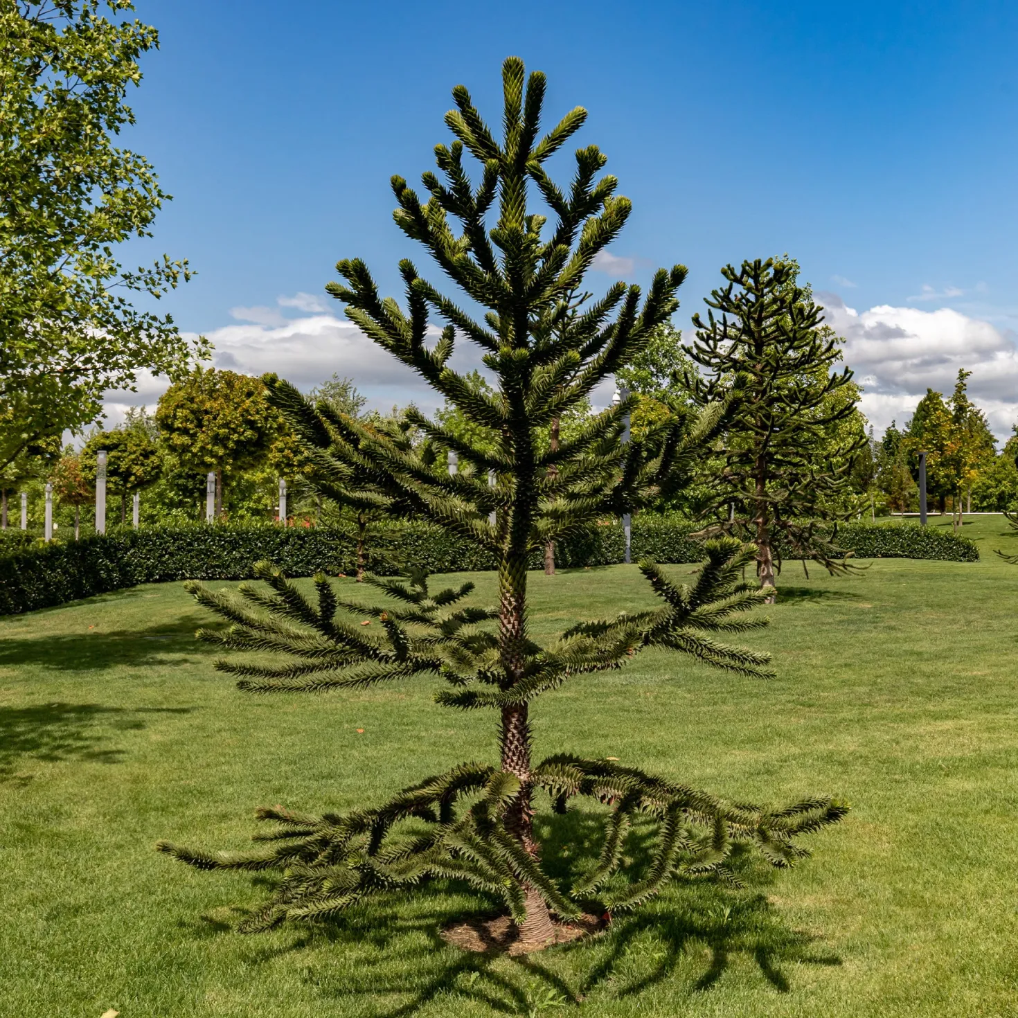 Affenbaum - Exotik direkt im Garten