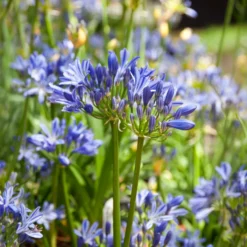 Afrikanische Schmucklilie Charlotte - Blaue Blüten den ganzen Sommer