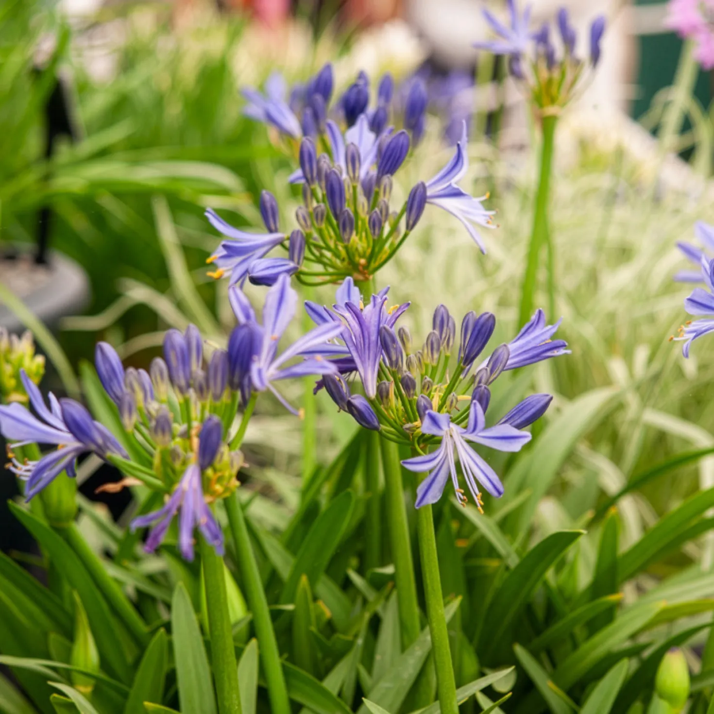 Afrikanische Schmucklilie Charlotte - Blaue Blüten den ganzen Sommer