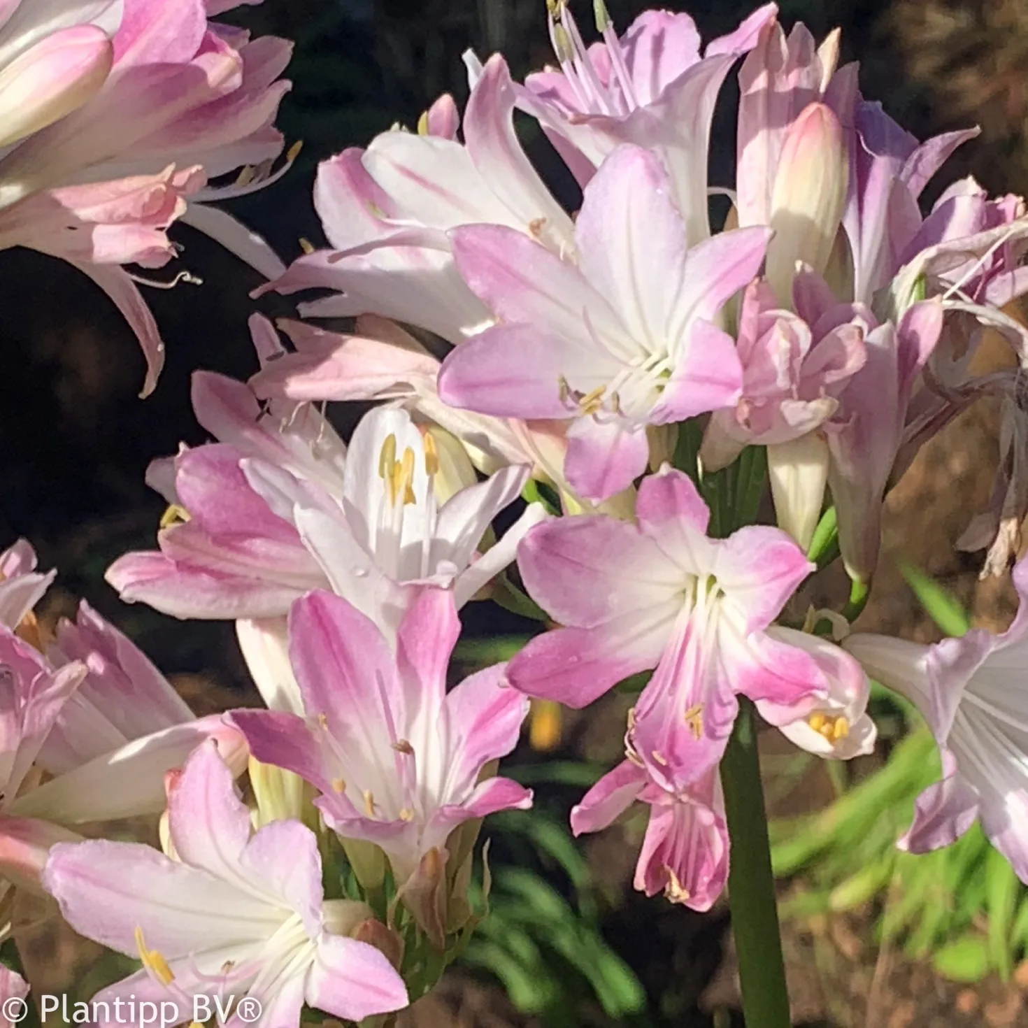 Agapanthus Blush Pink - Rosa Blüten den ganzen Sommer