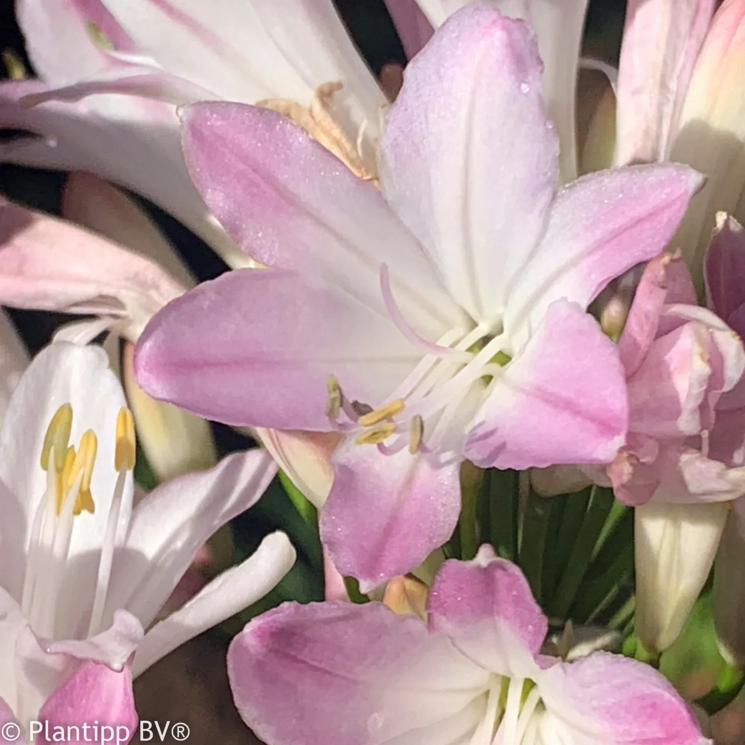 Agapanthus Blush Pink - Rosa Blüten den ganzen Sommer