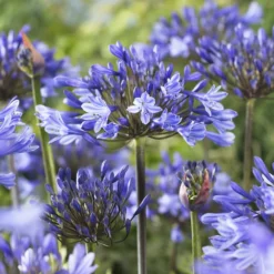 Agapanthus Doctor Brouwer - Blaue Blüten den ganzen Sommer