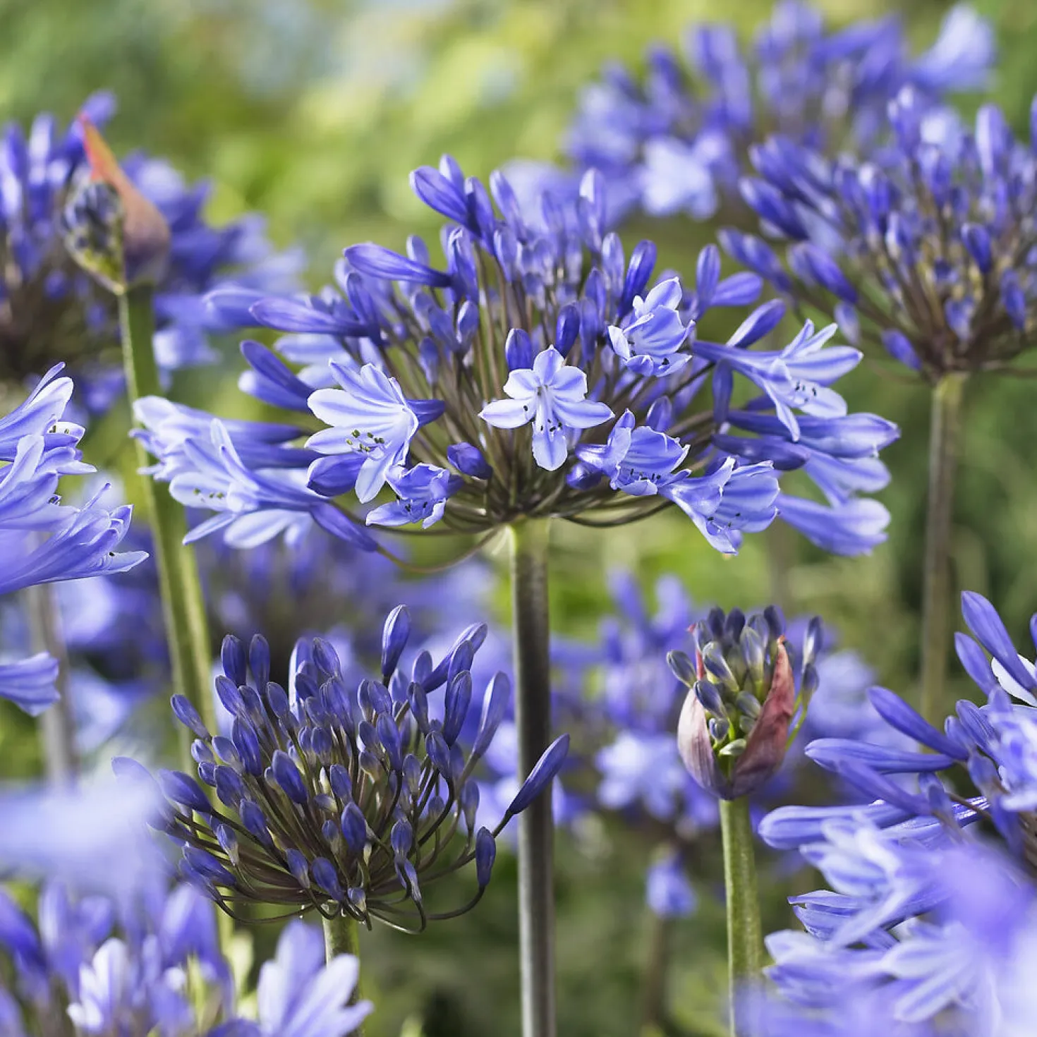 Agapanthus Doctor Brouwer - Blaue Blüten den ganzen Sommer