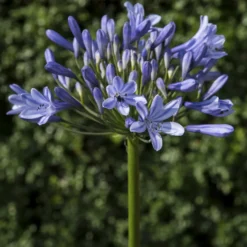 Agapanthus Doctor Brouwer - Blaue Blüten den ganzen Sommer