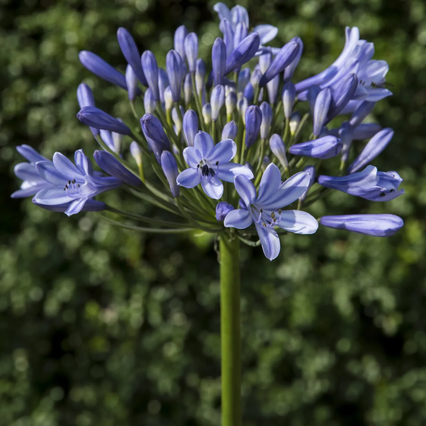 Agapanthus Doctor Brouwer - Blaue Blüten den ganzen Sommer