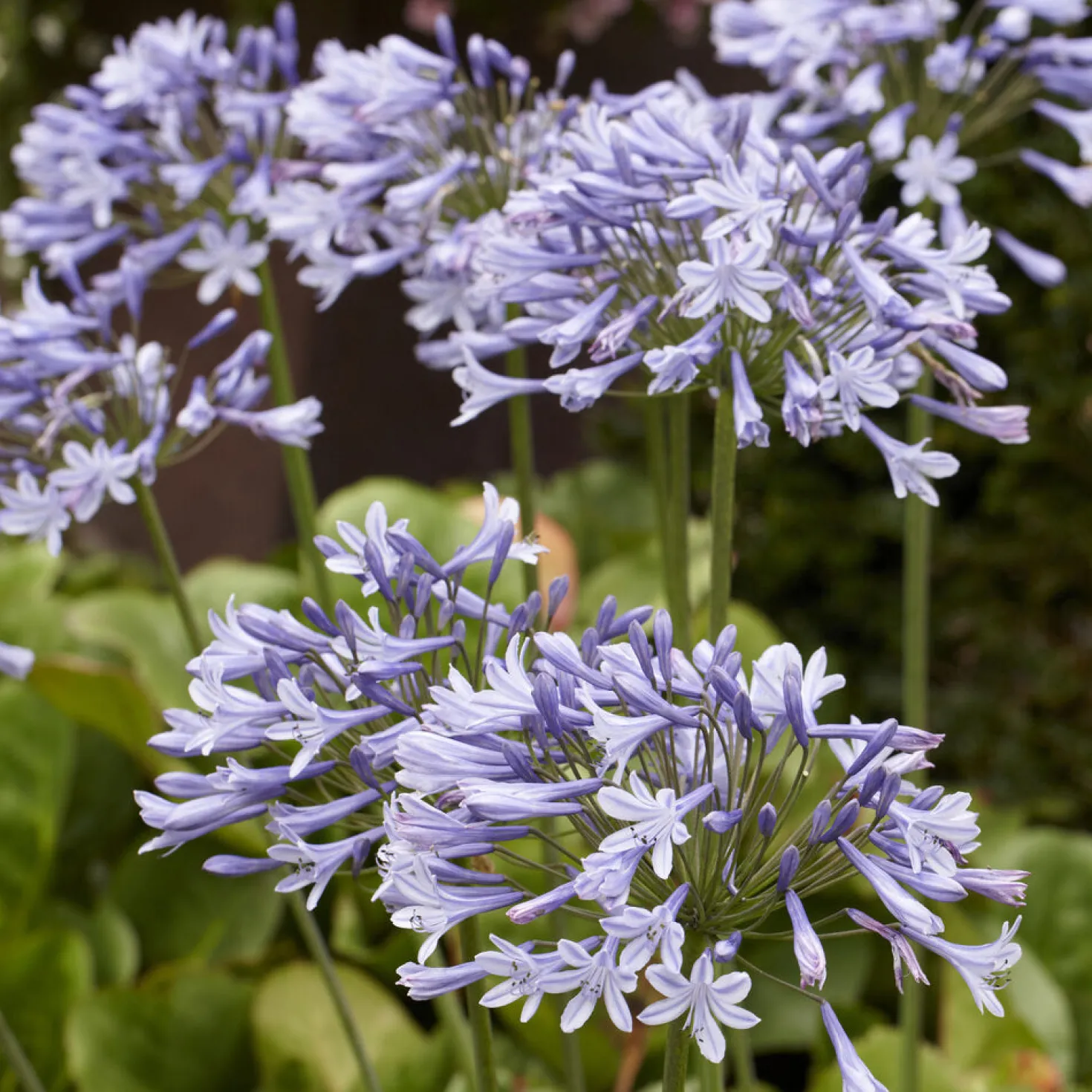 Agapanthus Doctor Brouwer - Blaue Blüten den ganzen Sommer