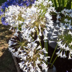 Agapanthus Enigma - Elegante Blüten, kaum Pflege