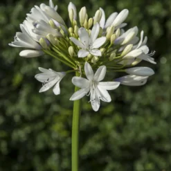 Agapanthus Enigma - Elegante Blüten, kaum Pflege
