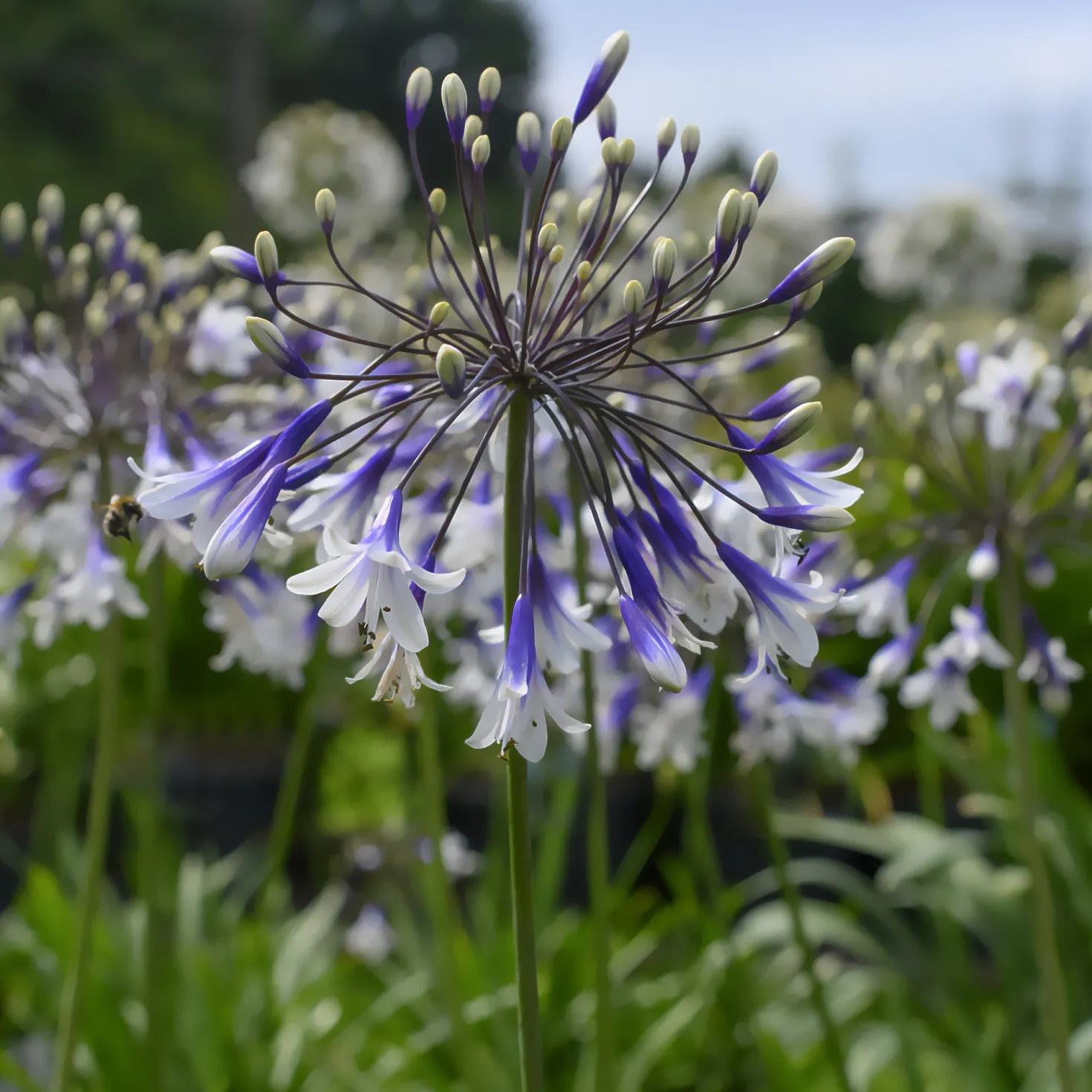 Agapanthus Fireworks - Schmucklilie - Zweifarbige Blüten den ganzen Sommer