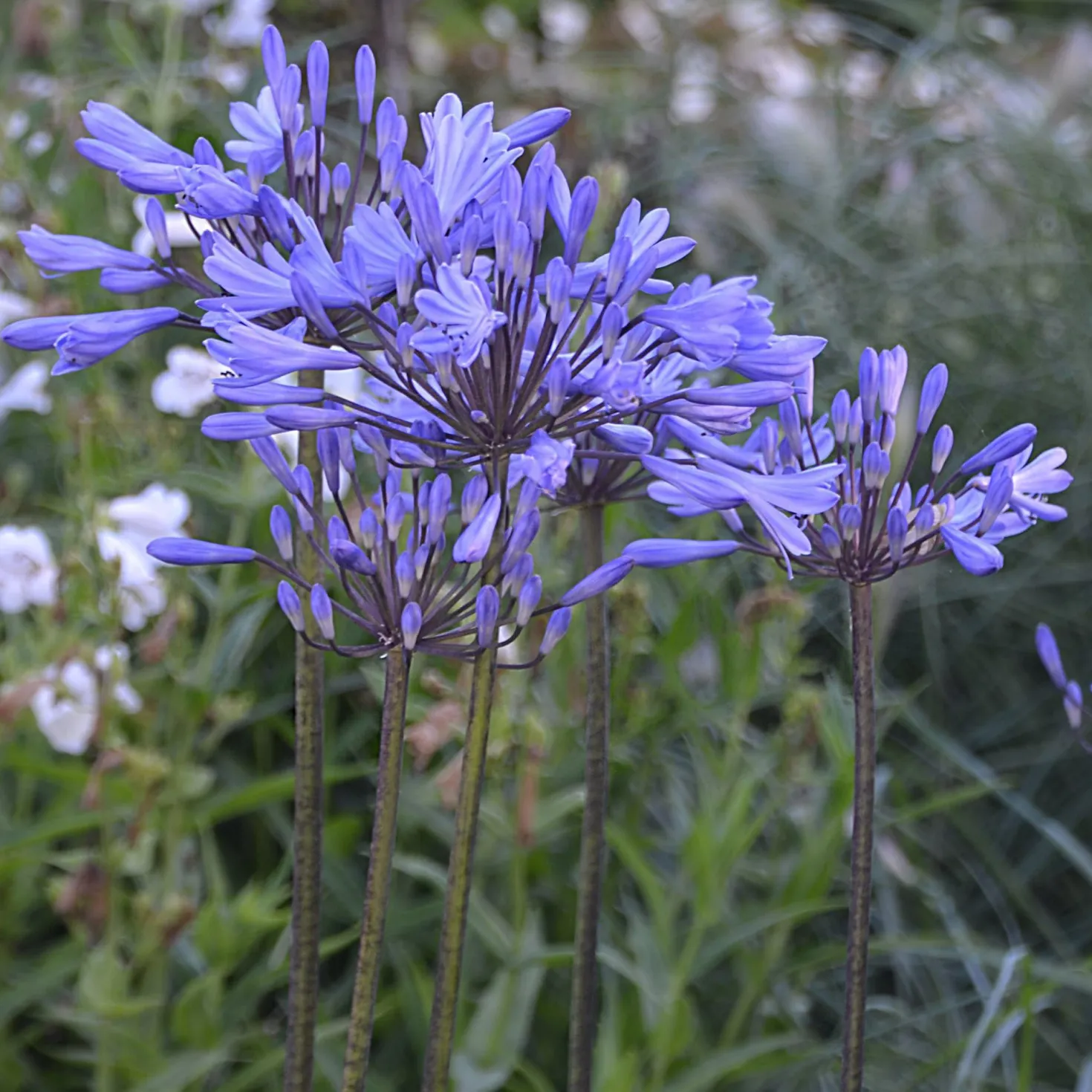 Agapanthus Graphite® Blue TurK8 - Schmucklilie - Blaue Blütenkugeln ganz einfach