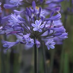 Agapanthus Graphite® Blue TurK8 - Schmucklilie - Blaue Blütenkugeln ganz einfach