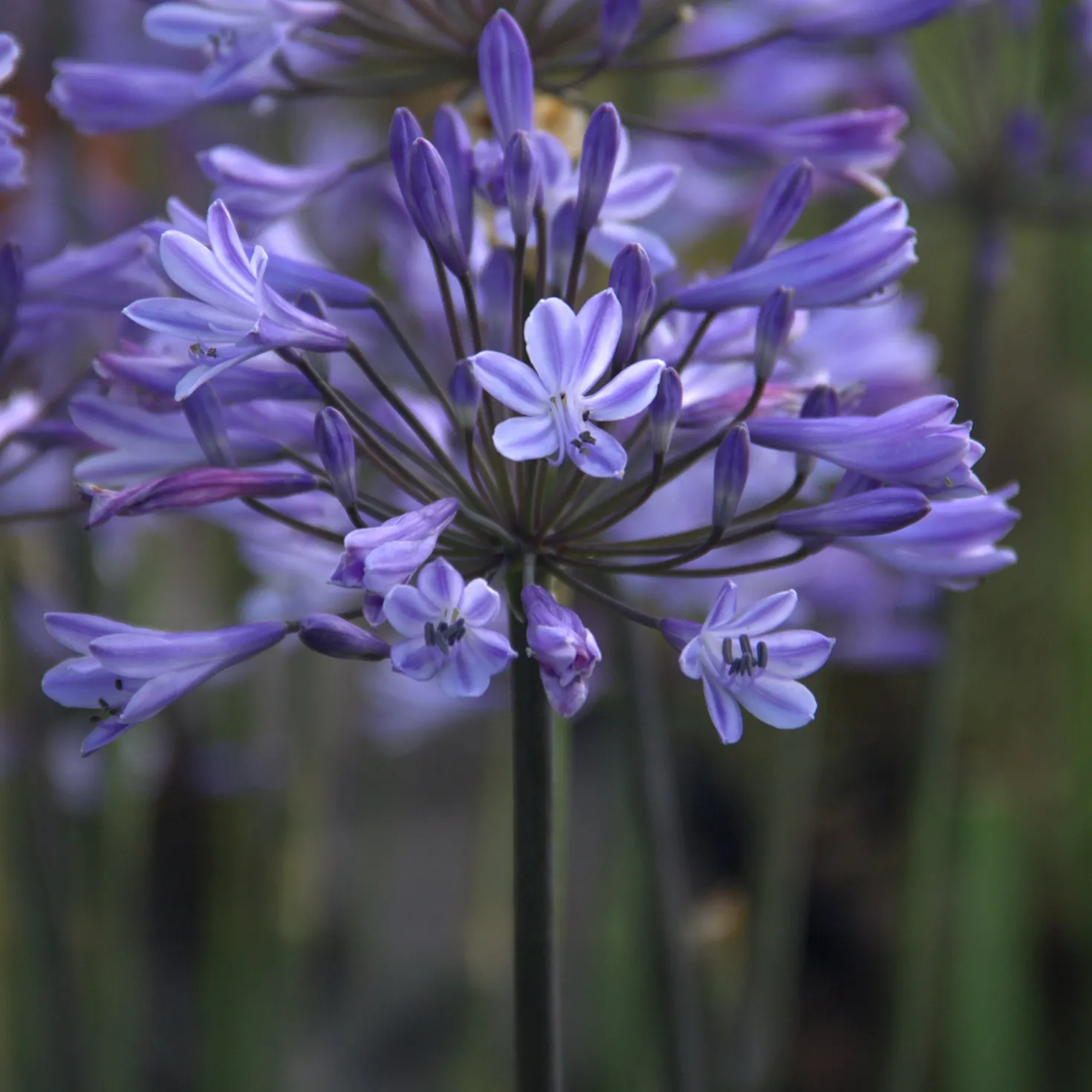 Agapanthus Graphite® Blue TurK8 - Schmucklilie - Blaue Blütenkugeln ganz einfach