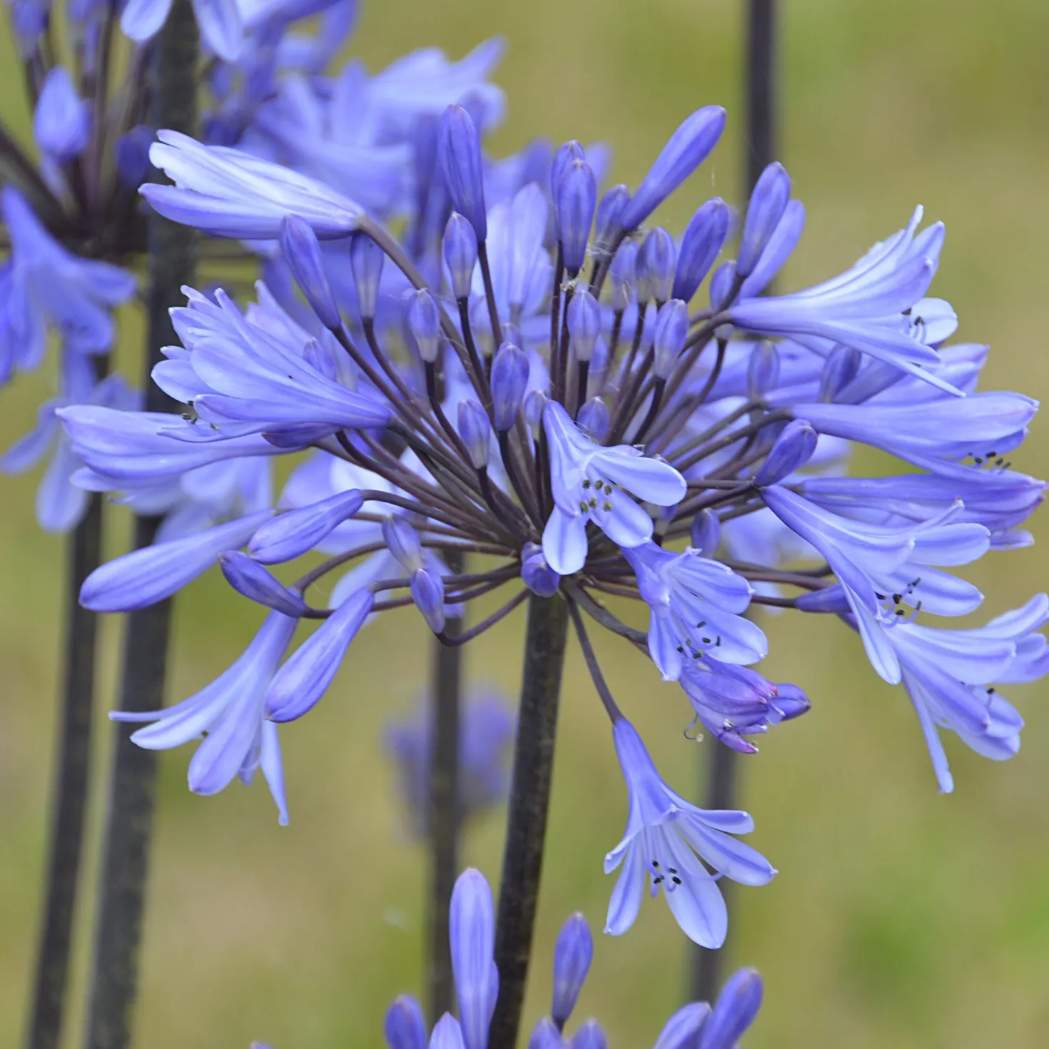 Agapanthus Graphite® Blue TurK8 - Schmucklilie - Blaue Blütenkugeln ganz einfach