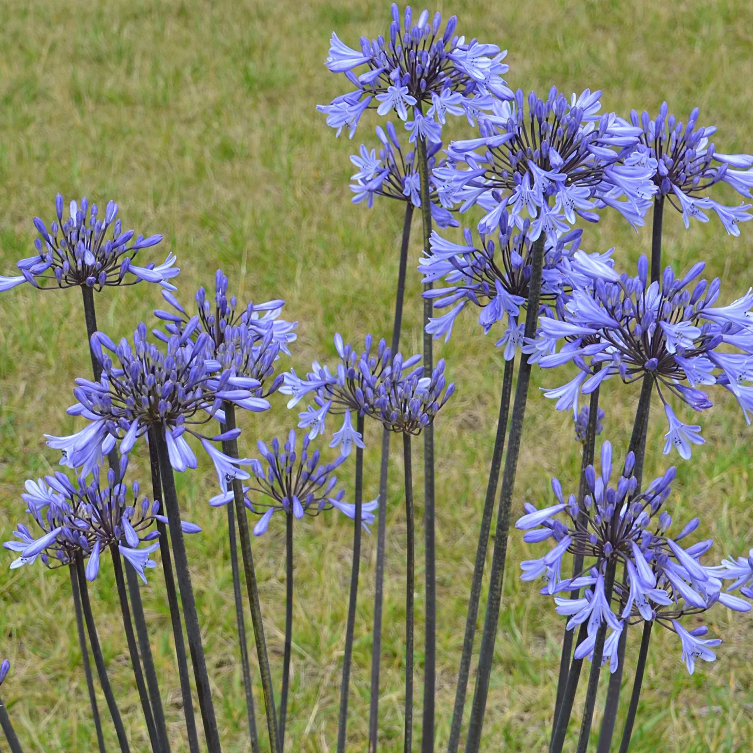 Agapanthus Graphite® Blue TurK8 - Schmucklilie - Blaue Blütenkugeln ganz einfach