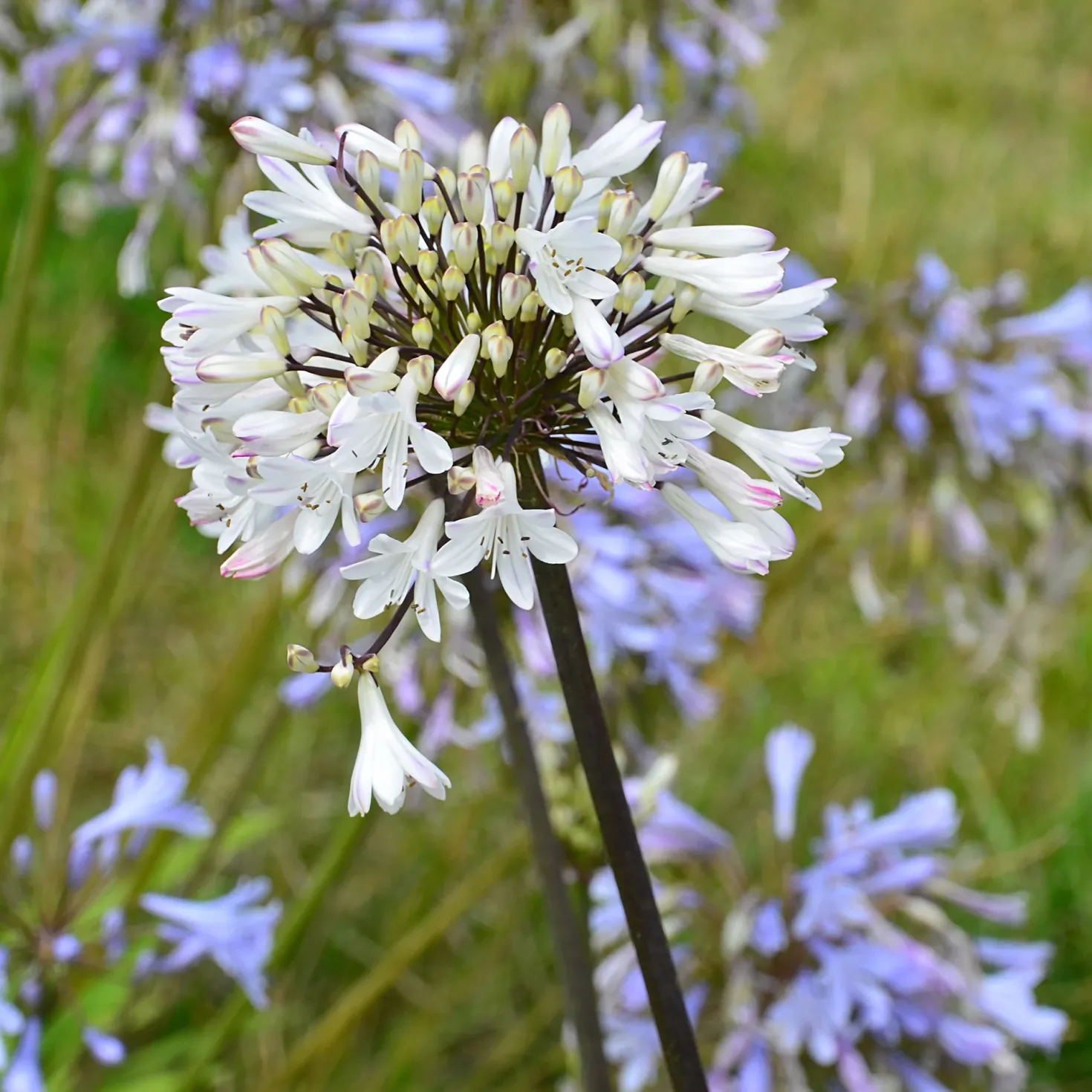 Agapanthus Graphite® White TurK8 - Schmucklilie - Weiße Blüten den ganzen Sommer