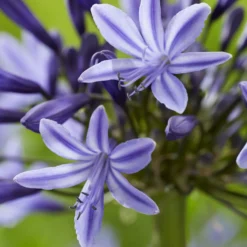 Agapanthus Navy Blue - Sattes Blau für Ihre Terrasse