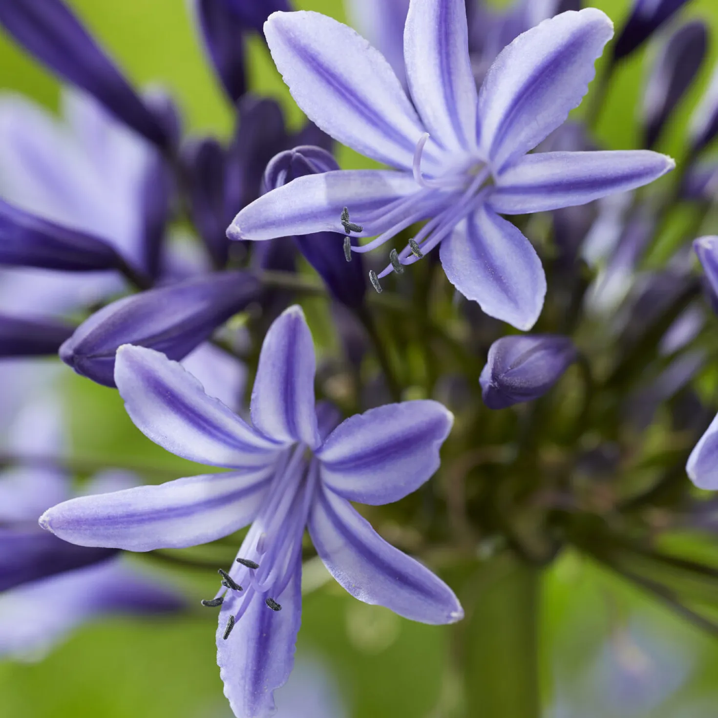 Agapanthus Navy Blue - Sattes Blau für Ihre Terrasse
