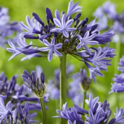 Agapanthus Navy Blue - Sattes Blau für Ihre Terrasse