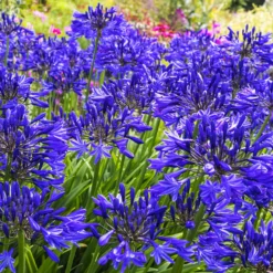 Agapanthus Navy Blue - Sattes Blau für Ihre Terrasse