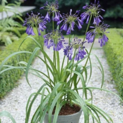 Agapanthus Purple Cloud / Afrikanische Lilie - Tiefviolett statt Standardblau