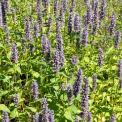 Agastache Black Adder - Bienenmagnet mit Duft