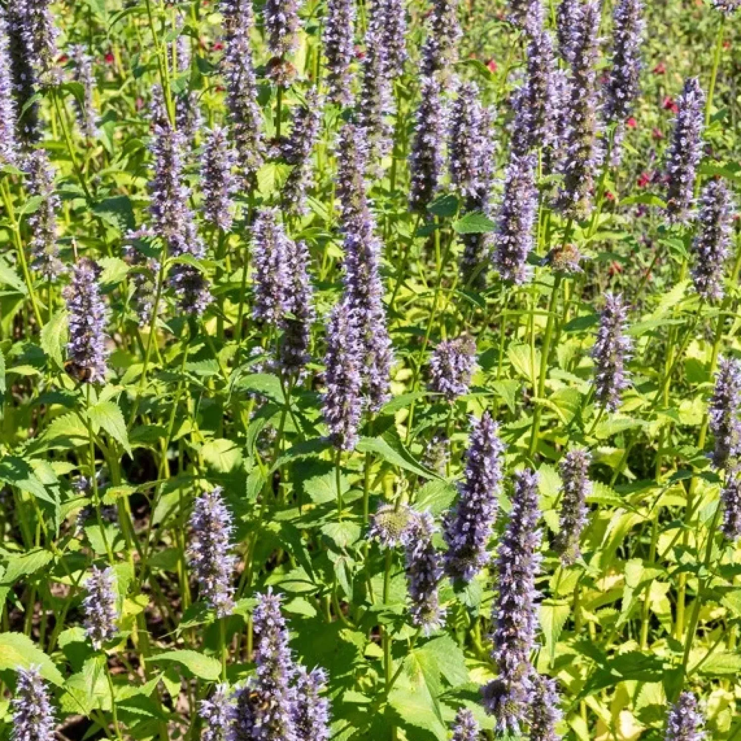 Agastache Black Adder - Bienenmagnet mit Duft