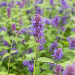 Agastache Blue Boa - Bienenmagnet den ganzen Sommer
