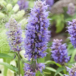 Agastache Blue Boa - Bienenmagnet den ganzen Sommer