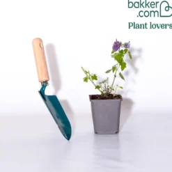 Agastache Blue Boa - Bienenmagnet den ganzen Sommer