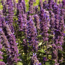 Agastache Blue Boa - Bienenmagnet den ganzen Sommer