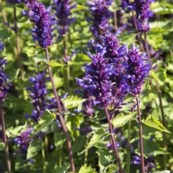 Agastache Blue Boa - Bienenmagnet den ganzen Sommer