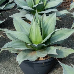 Agave ovatifolia Vanzie - Blaue Blätter, null Aufwand