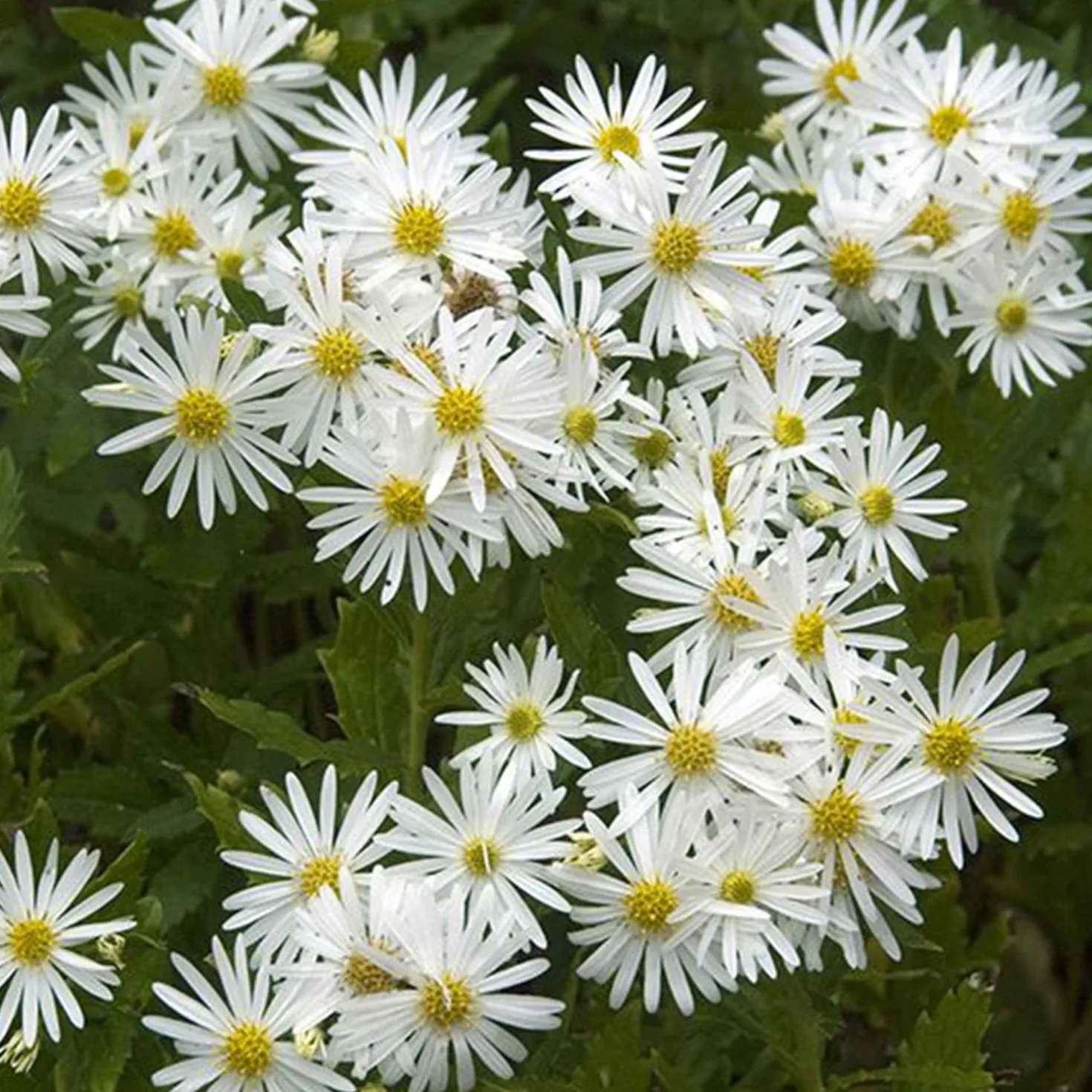 Ageratum-ähnliche Aster 'Ashvi' - Weiße Blütenwolke im Herbst